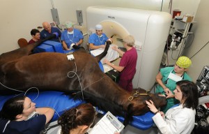 Horse MRI machine