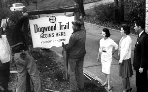 1963 photo of Knoxville Dogwood Trail marker installation (credit Knoxville News Sentinel)