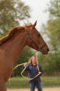 head equestrian coach Meghan Corvin trains Donna the horse.