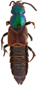 chatzimanolis-stylianos-darwinian-beetle-01