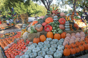 annual display of pumpkins 