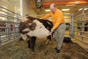 David Anderson and Dudely the steer
