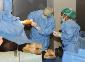 Vet surgeons operate on a large steer