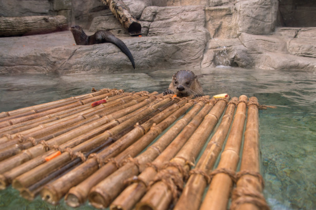 Otters in zoo