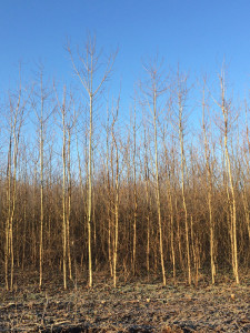 crop of hybrid poplars in field