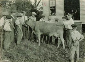 young 4-H boys gathered around a young dairy cow