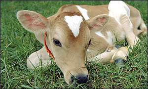 UT AgResearch animal scientists introduce Millie, the world’s first cloned Jersey calf.