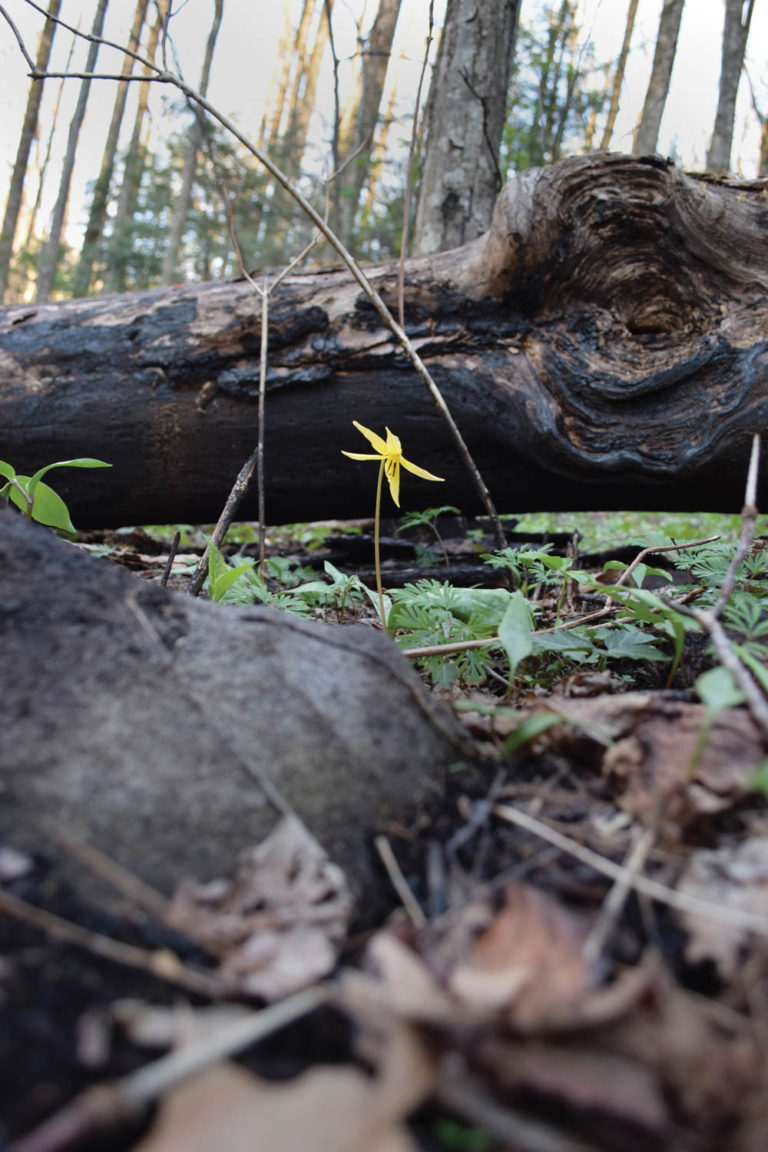 A trout lily blooms near a log that was burned in the Chimney Tops 2 fire on the Cove Hardwood nature trail near the Chimneys picnic area in Great Smoky Mountains National Park.