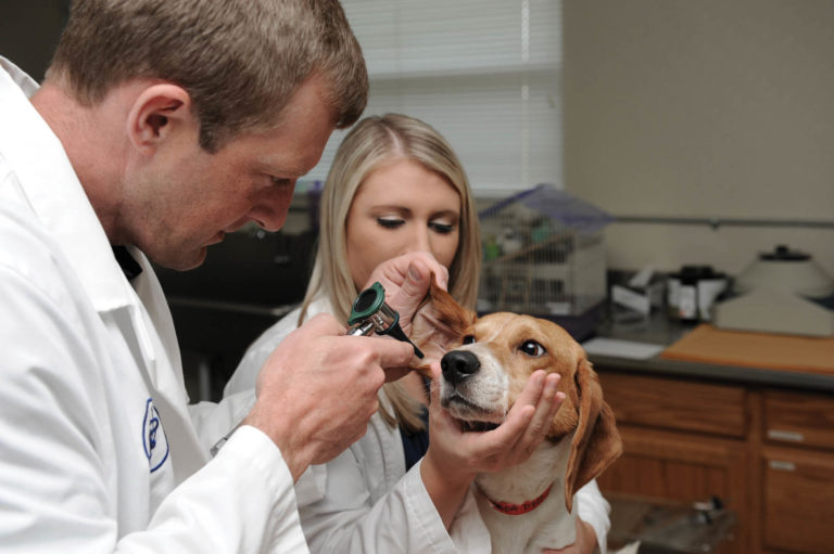 Roberts demonstrates an exam procedure to a veterinary health technology student.