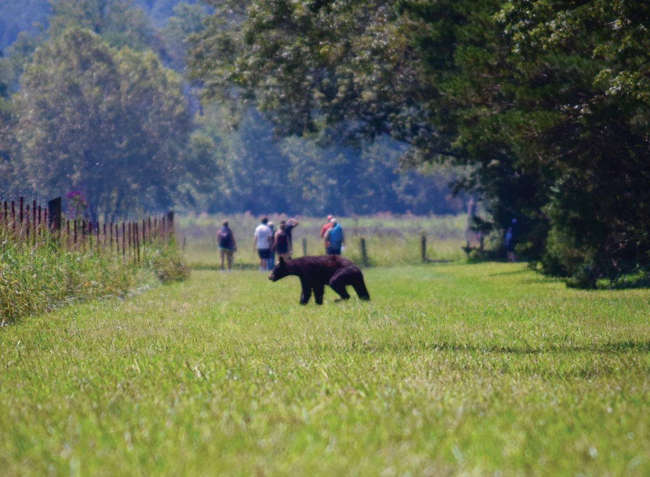 A bear in a open field in the foreground with park visitors behind her