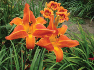 bright orange daylily flower