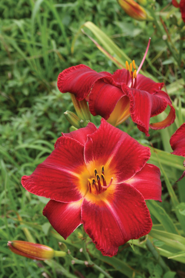 bright red daylily with orange center