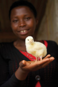 Rwandan broiler farmer Agnes Uwizeyimana poses with a chick, which is helping to change lives in that East African nation.
