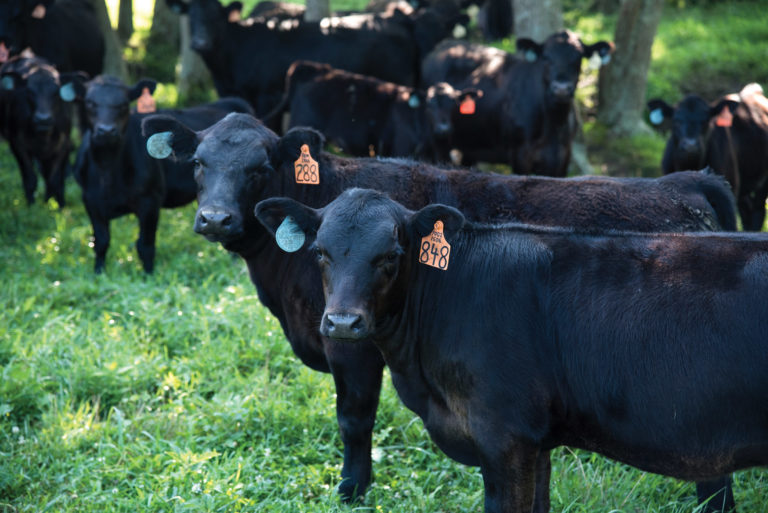 ear-tagged beef cattle in a herd in Crossville, TN