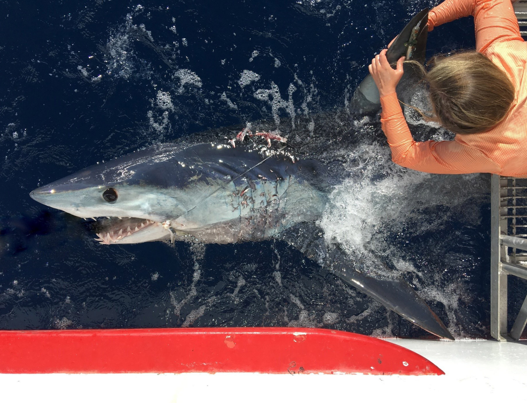 over the shoulder view of Kesley tagging a shortfin mako shark
