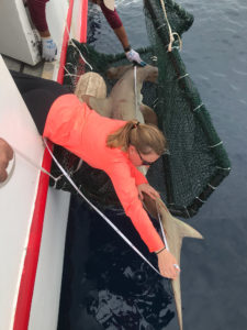 A scalloped hammerhead shark sits in a net as Kelsey uses a tape measure to measure it