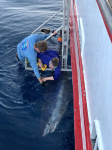 Chad Banks and Kelsey Gibson tag a shark a few inches below the water’s surface