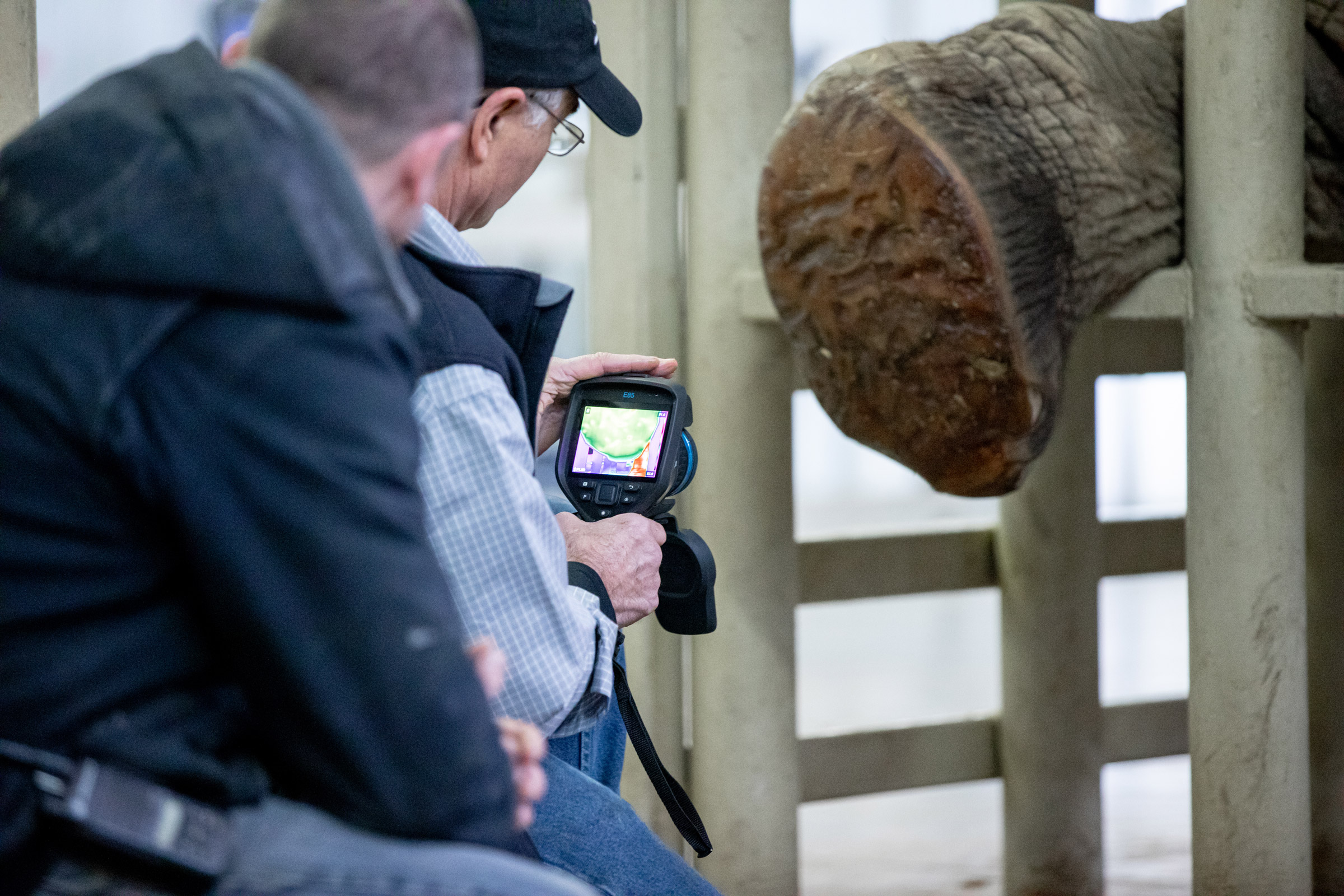 An elephant extends her foot while Steven Scott uses an electronic device to inspect it