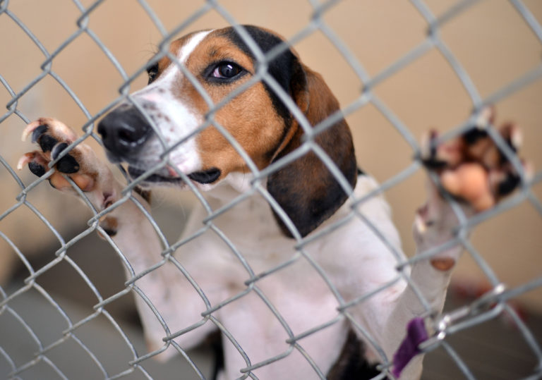 A beagle paws at a chain link fence