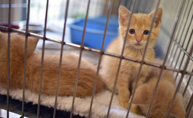 An orange kitten looks out from a wire kennel