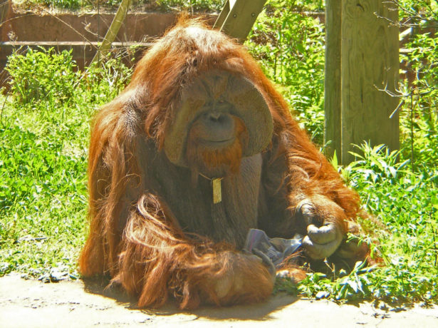 An older orangutan seated in a zoo habitat