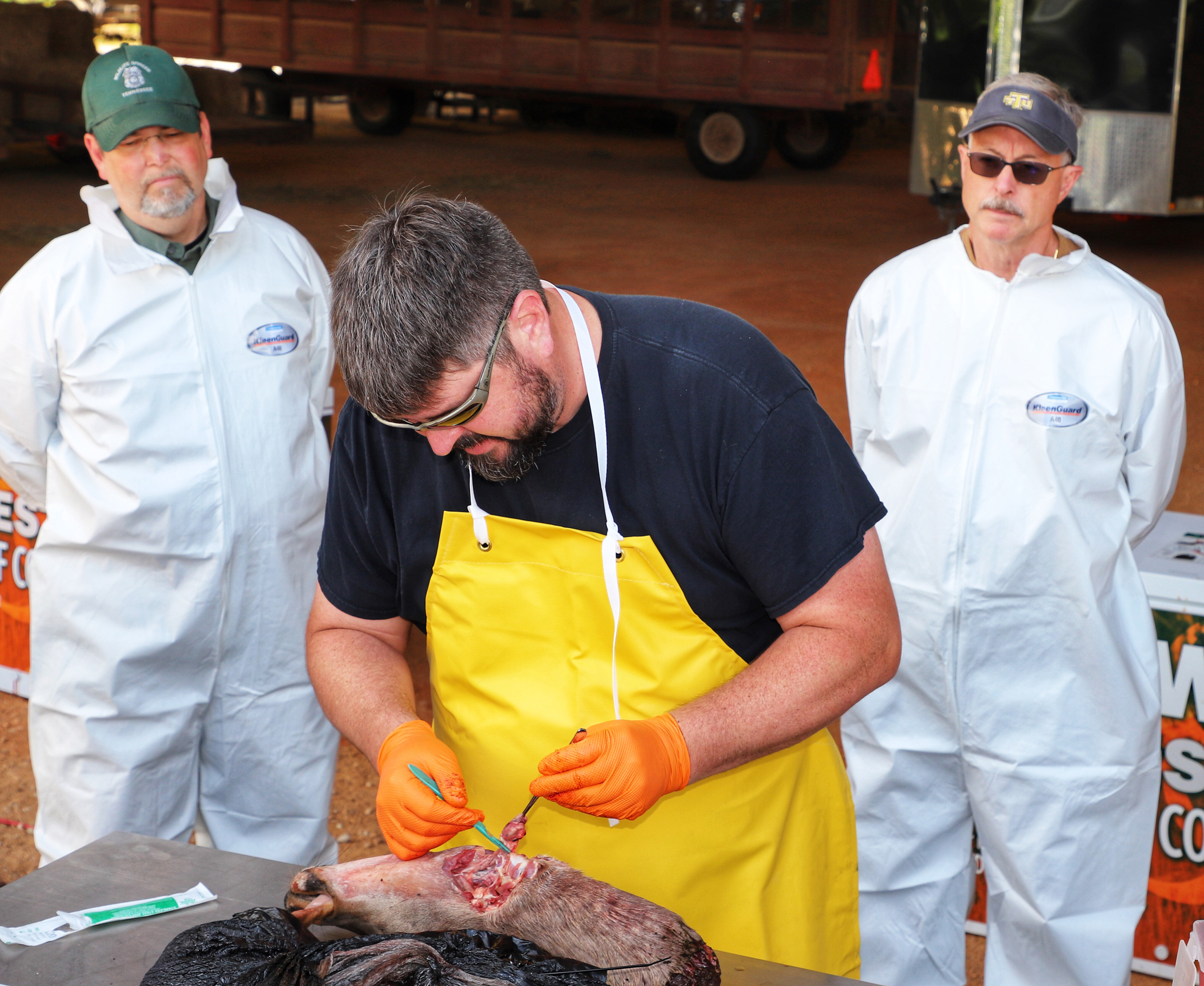 Wildlife veterinarian Dan Grove extracts a lymph node from a deer carcass