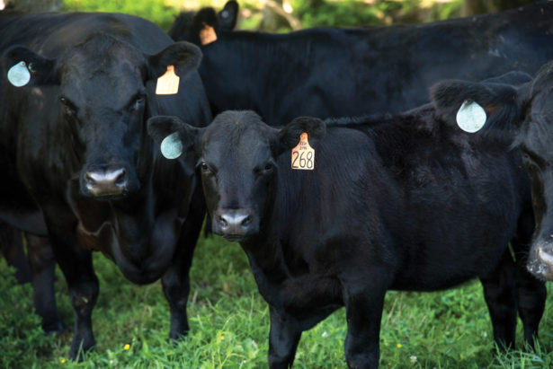 A group of black cattle